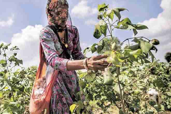 印度的棉花季节从Bulishnote开始