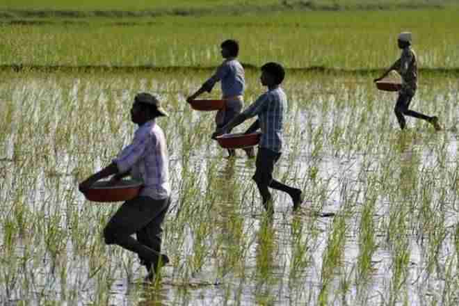 大雨达到54万千公顷的作物Inmaharashtra