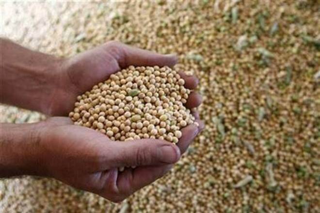 大豆作物估计下调至109.33 lakhtonne