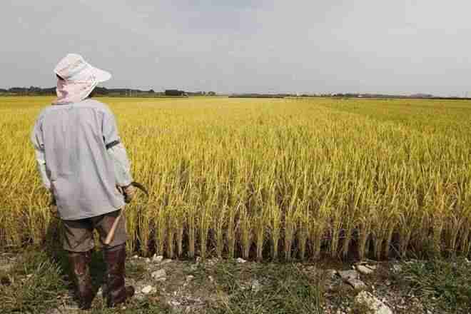 下一个amul制作：由欧盟拒绝，农民机构现在印度最大的格普赛克