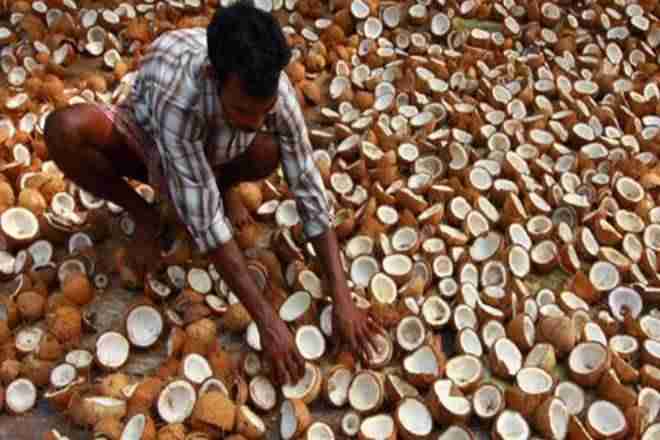 印度禁止在低于150卢比后的干燥椰子的进口