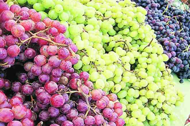 盯着全球市场，纳什克农民种植新品种的葡萄待办事