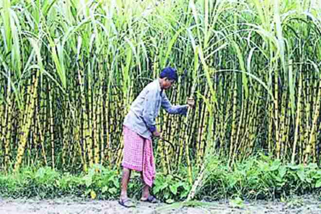 Maharashtra研究甘蔗品种，以重新获得其Sugardominance