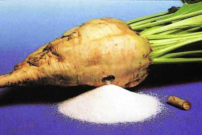 甜菜糖产量在马哈拉施特拉地区获得;帮助增加农民的inchome