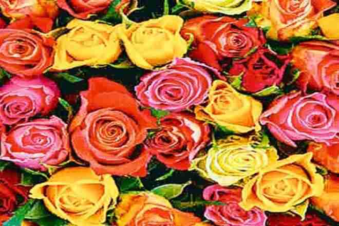 情人节祝福！玫瑰种植者目标出口价值57crore