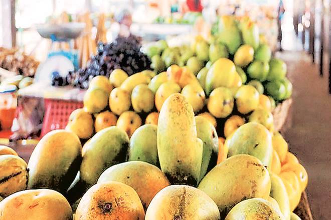 Alphonso芒果从Maharashtra上的出口在赛迪莱