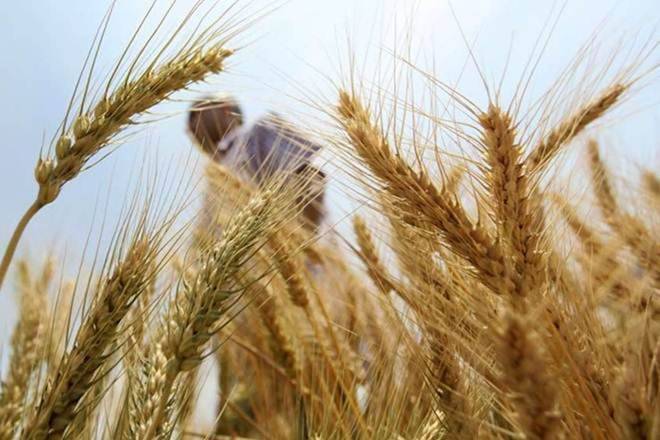 Punjabgovt说，每个农民的每日小麦采购都没有上限