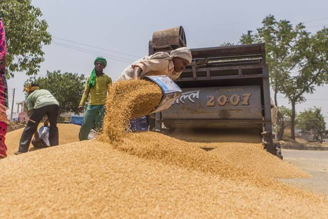小麦生产设置为第一次超越大米产量