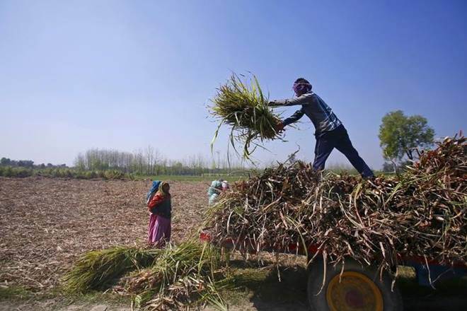 北方邦普拉斯在农业改革中，放弃46家水果，蔬菜的Mandi税