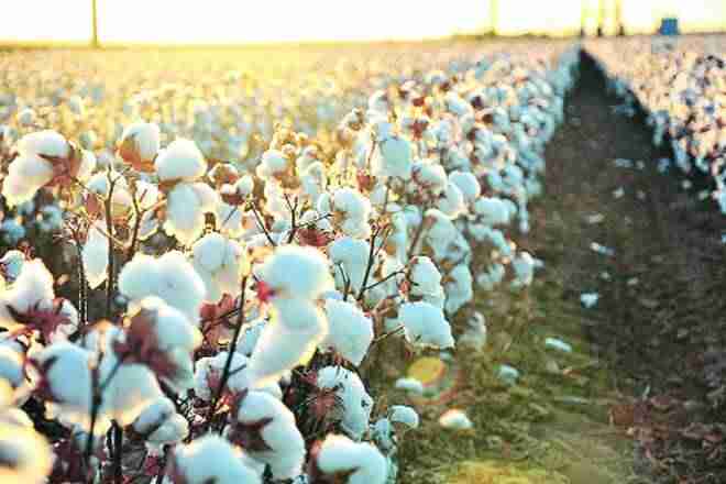棉花播种区加倍至92升高地