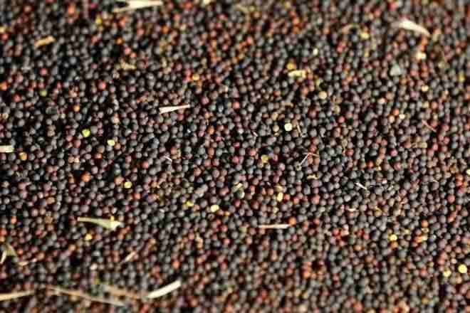 政府提高石油种子产出，预计食品粮食生产