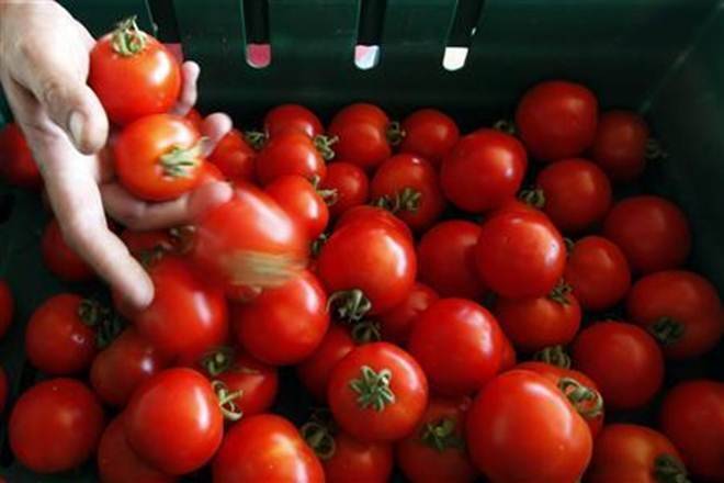番茄价格进一步升至40卢比/千克Indelhi