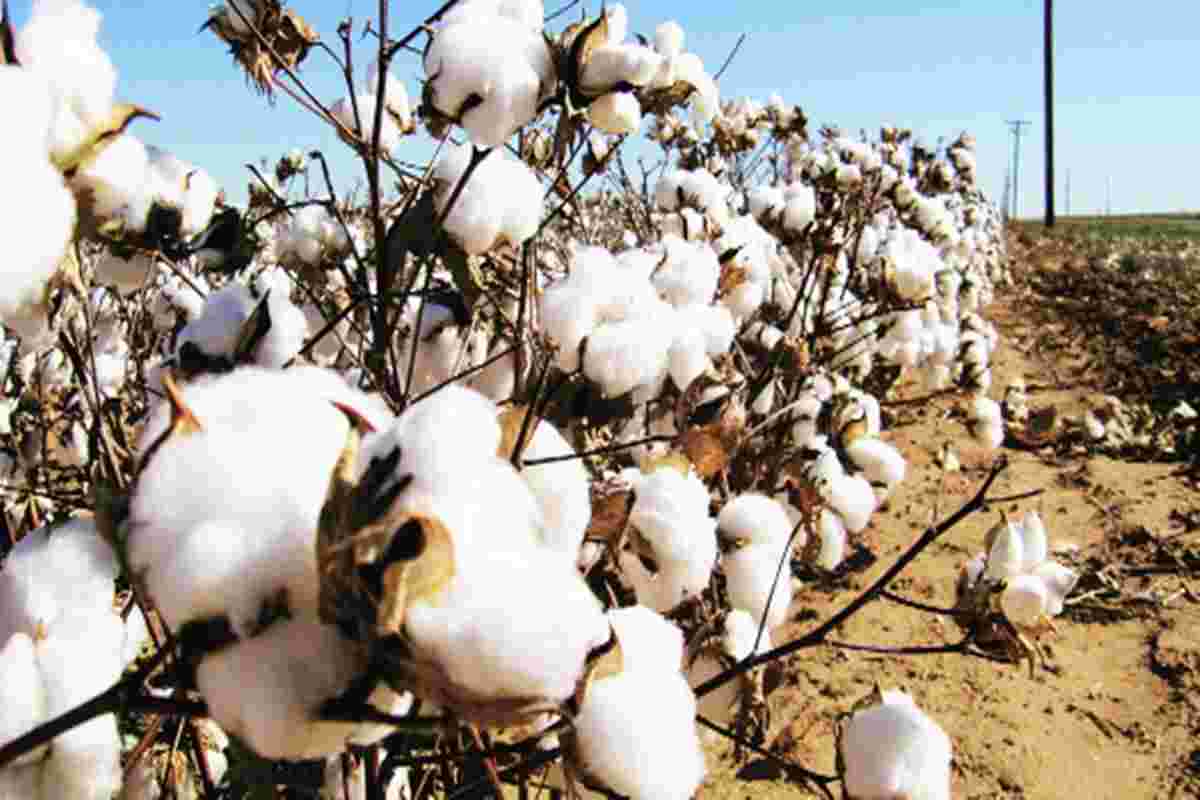 马哈拉施特拉邦的棉花采购可以从早期的奥维尔开始