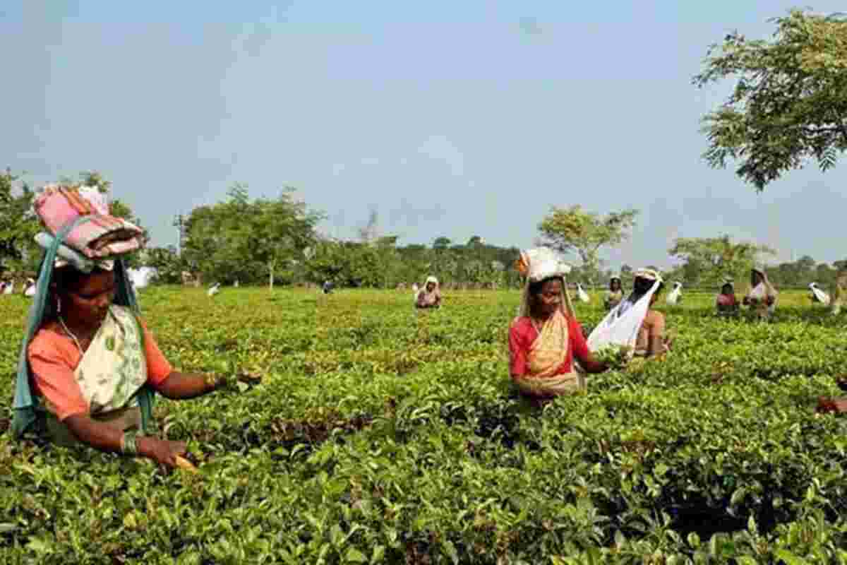 Assam希望茶直接从花园到地球，银行六个机场为Agriexports