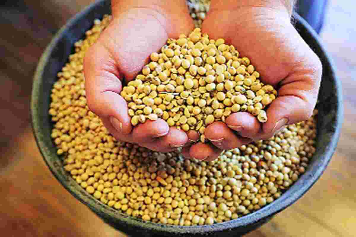 印度认为对其豆酱的强大出口需求