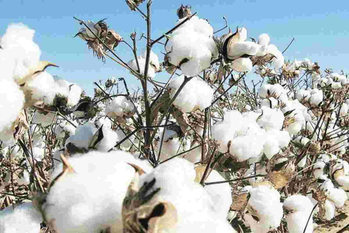 CAI将2020-21个棉花季节增加到358.50 Lakhbales