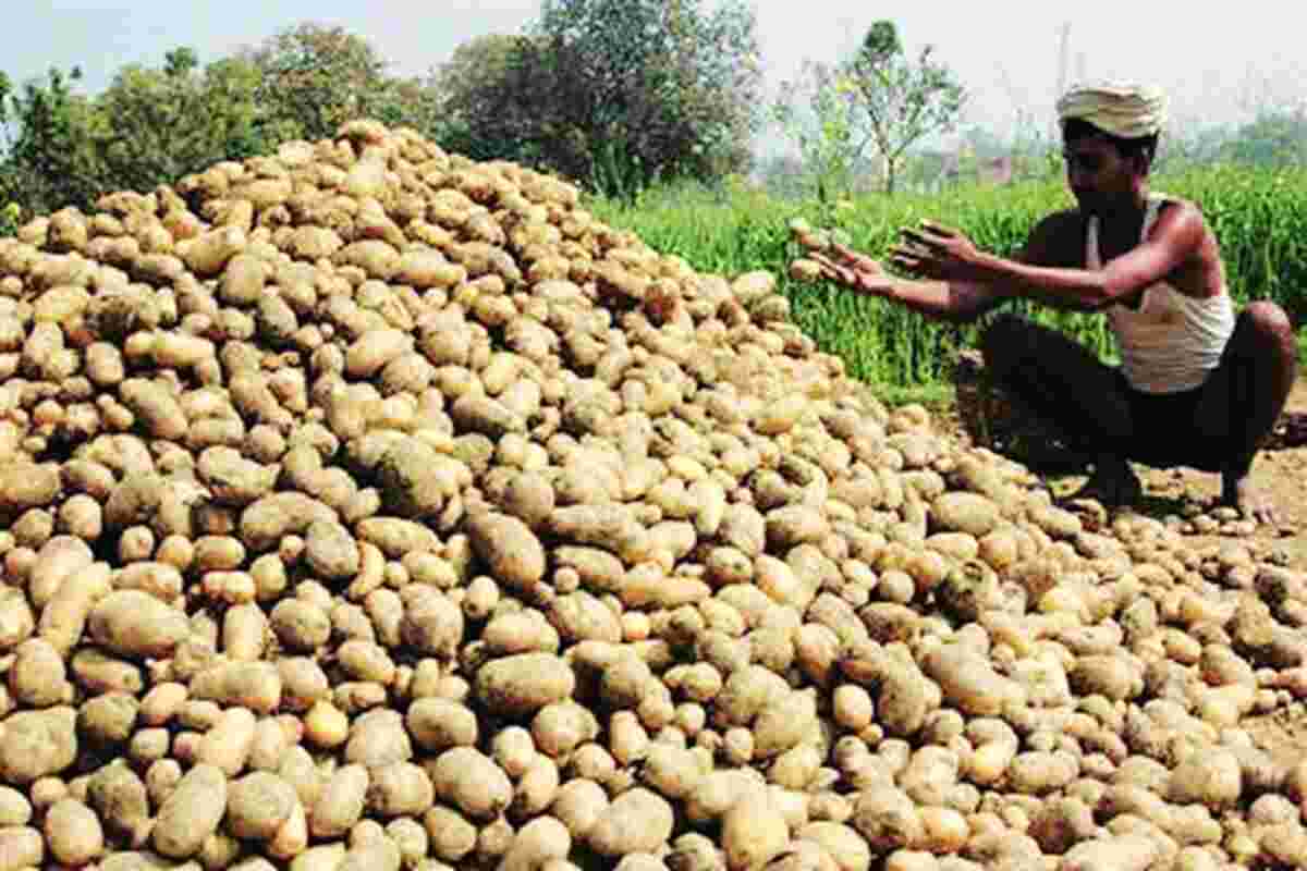 高价旁遮普种子在Westbengal推出马铃薯生产成本