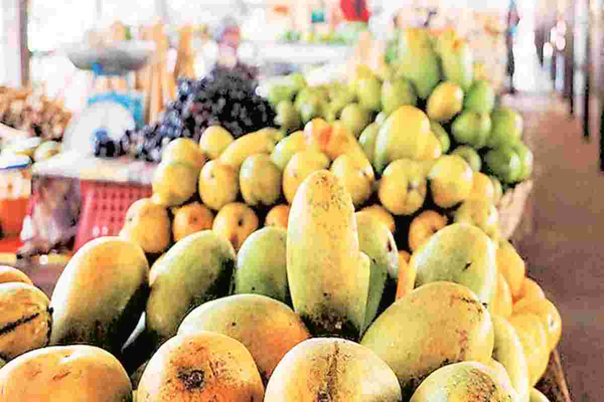 芒果产量截至同期截止日期为4.2％