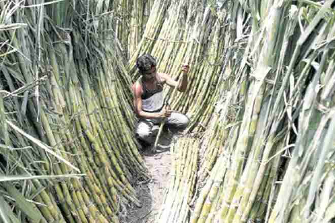 Maharashtra可能在2017-18中生产73丁糖