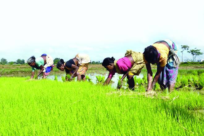 季风在印度击中西孟加拉邦稻田，随着种子的洗涤般的洗涤