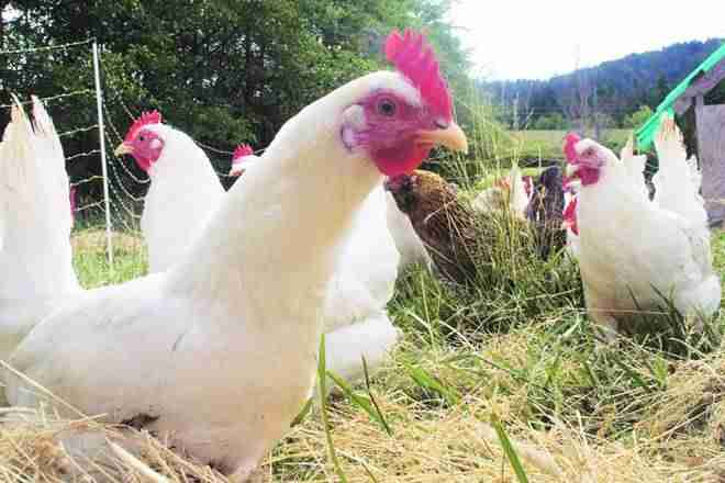 GST对鸡肉价格的影响：喀拉拉邦FM破坏了贸易商派对，订单每公斤PRICECAP