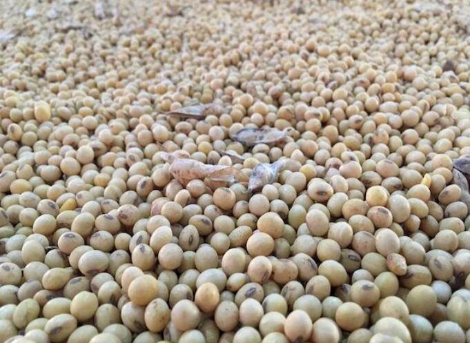 “在政府清除空气后 印度首先进口120万吨转基因豆粕