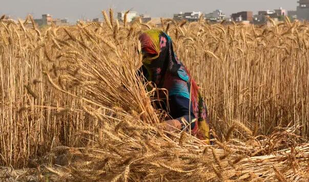 印度的热浪威胁着居民和关键的小麦收成