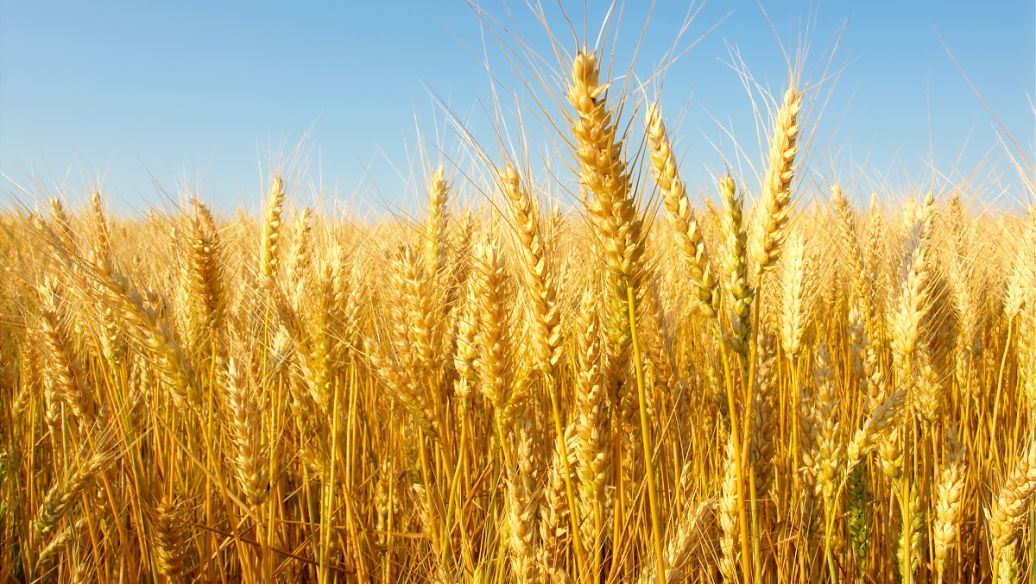 随着印度禁止小麦出口 全球食品供应陷入困境