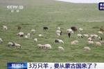“新冠疫情发生后蒙古国表示将向中国捐赠3万只羊