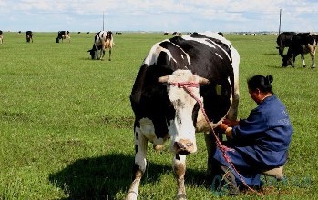“在马哈拉施特拉邦洪水导致牛奶供应量增加35-40%