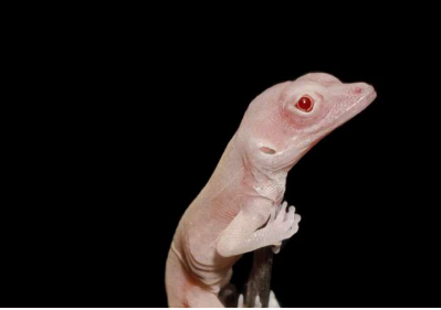 “这些白化蜥蜴是世界上第一个基因编辑的爬行动物